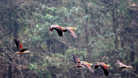 জাবিতে পাখি মেলা ফেব্রুয়ারি ৫