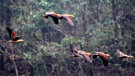 জাহাঙ্গীরনগর বিশ্ববিদ্যালয় : এ যেন পাখিনগর…