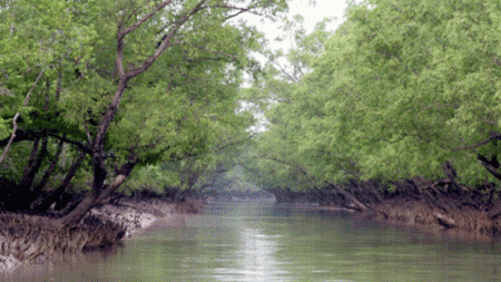 সুন্দরবন পরিদর্শনে ইউনেস্কোর প্রতিনিধিদল