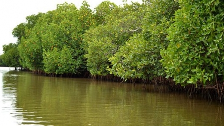 সুন্দরবনকে রক্ষা করতে হবে