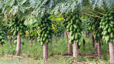 পেঁপে চাষ করে লাখ টাকা উপার্জন