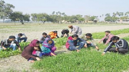 কৃষিতে ক্যারিয়ার