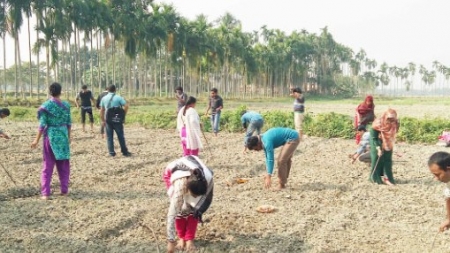 হতে চাইলে কৃষিবিদ