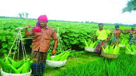 সবজি উৎপাদনে বিশ্বে তৃতীয় বাংলাদেশ