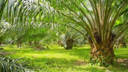 সয়াবিন গাছে কৃষকের স্বপ্ন