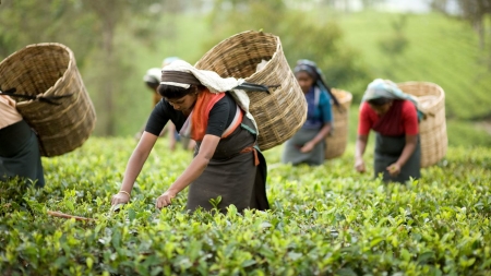 সফল চা ব্যবসায়ী সিরাজুল চৌধুরী