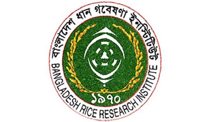 অধিক ফলনশীল নতুন জাত ব্রি হাইব্রিড ধান-৫