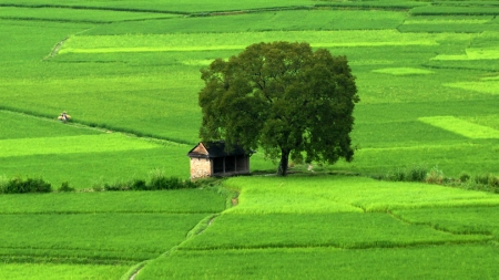 সবুজ অর্থনীতি এবং বর্তমান বাংলাদেশ