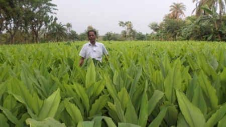 হলুদ চাষে কৃষকের ভাগ্যবদল