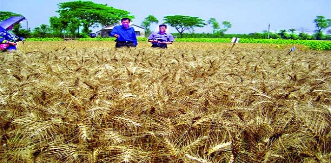 বাংলাদেশি বিজ্ঞানীর অনন্য সফলতা