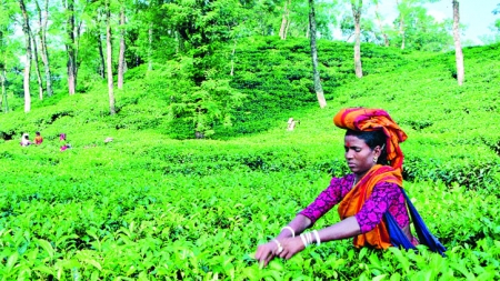 চা উৎপাদনে দেশীয়রাই ভালো করছে