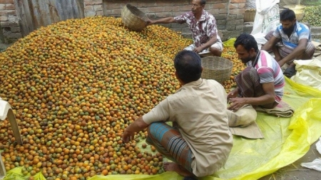 নড়াইলে বাণিজ্যিকভাবে সুপারির চাষ বাড়ছে