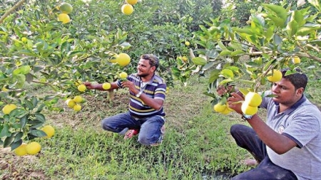 কৃষি খাত বদলে দিচ্ছে তরুণরা