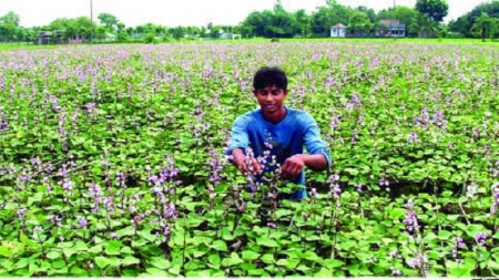 রোগমুক্ত সবজি উৎপাদন করছে কৃষক