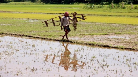 কৃষি জমি কমলেও বাড়ছে উৎপাদন