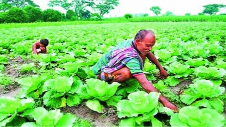 ঠাকুরগাঁওয়ের সবজি: দেশ পেরিয়ে বিদেশে