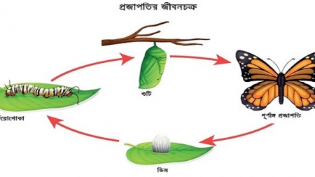 তুমি কি প্রজাপতির চেয়েও ছোট?